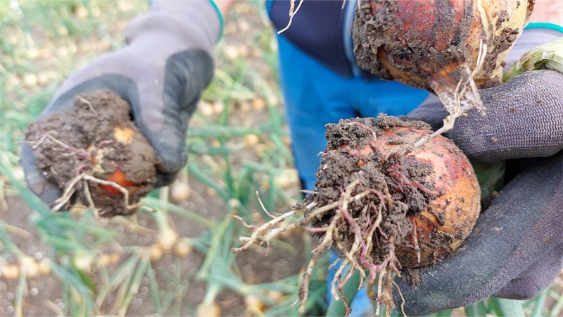 Pinkroot in uien