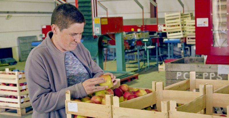 Vrouw in sorteerhal bij een kist appels, vrouw bekijkt de appels
