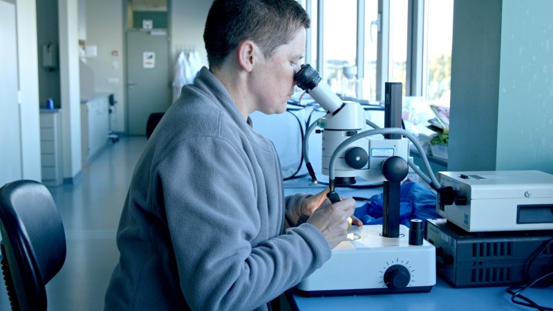 Vrouw in laboratorium kijkend door een microscoop